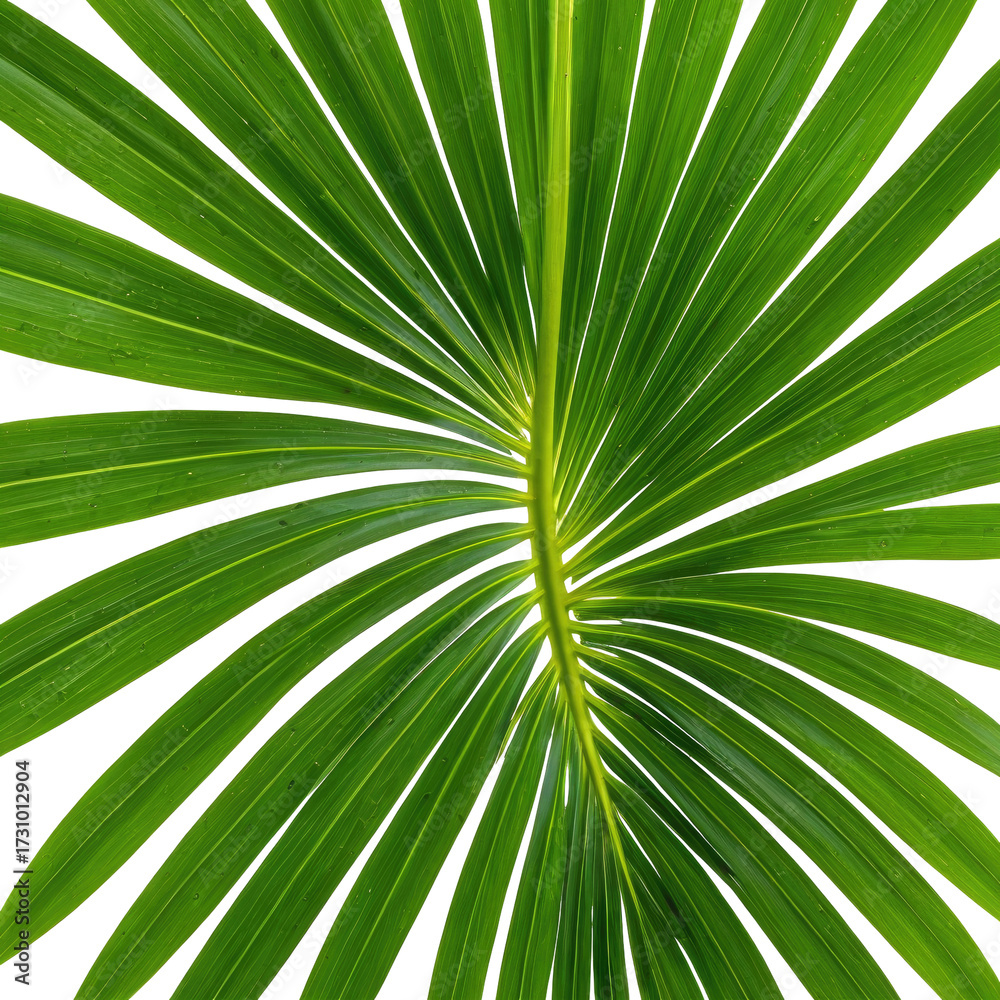 Obraz premium Close-up of a vibrant green fan palm leaf, radiating from center