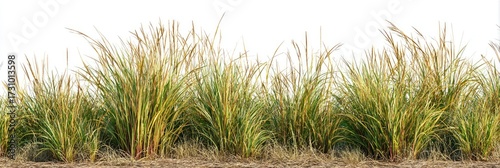 Lush, golden-toned grasses in a dense row against a plain white background