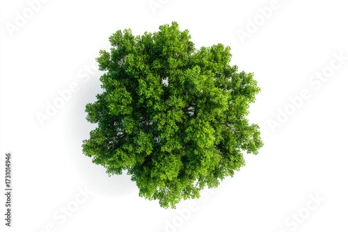 Overhead view of a lush green tree