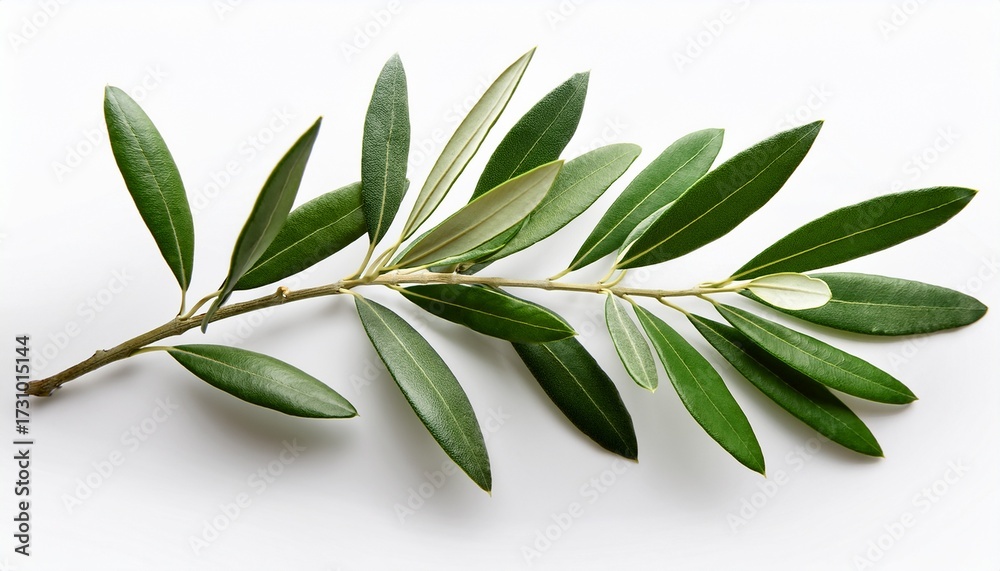 Fototapeta premium An Olive Tree Branch With Green Leaves Isolated Against A White Background Complete With A Clipping Path