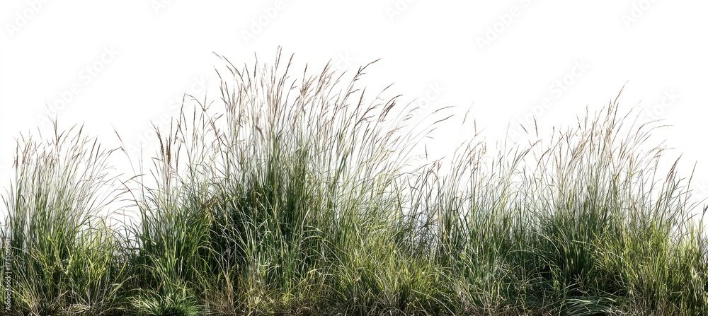 Fototapeta premium Lush grass field, isolated on white