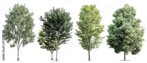 Four diverse deciduous trees against a white background