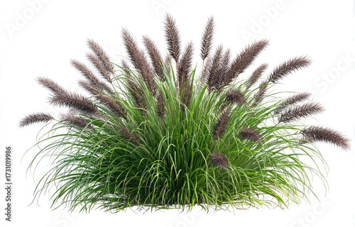 Lush ornamental grass cluster, various shades of green and muted brown