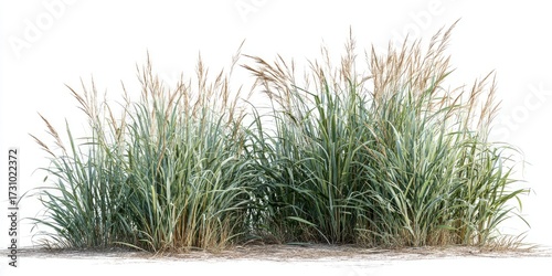 Lush clump of grasses with varying tones of green and light brown