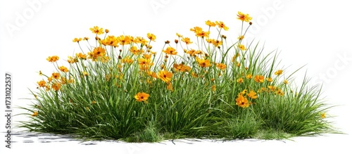 Dense cluster of vibrant yellow flowers amongst lush green grass