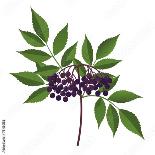 Wild elderberry branch with leaves and berries on white background, isolated, vector