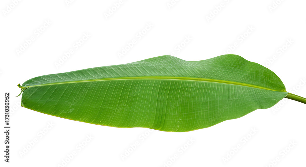 Obraz premium A single vibrant green banana leaf isolated on a clean white background showcasing its natural form.