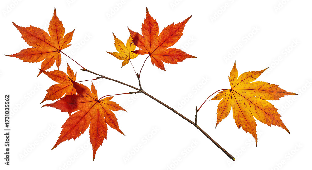 Fototapeta premium Autumn maple leaves branch vibrant fall colors isolated.