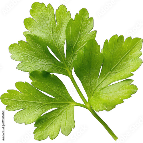 Fresh Parsley Leaves. Isolated on White Background and Transparent PNG.