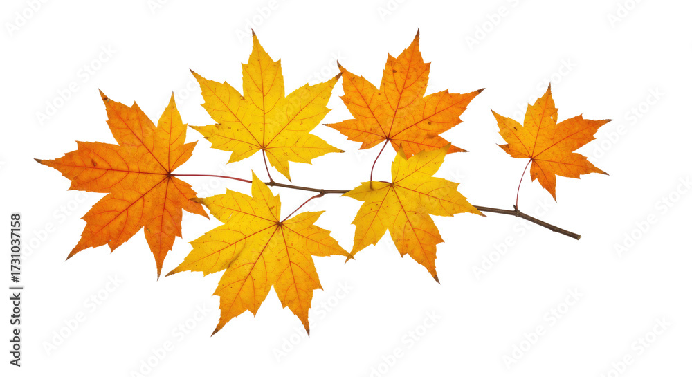 Obraz premium Autumn maple leaves on a branch in vibrant fall colors 1.