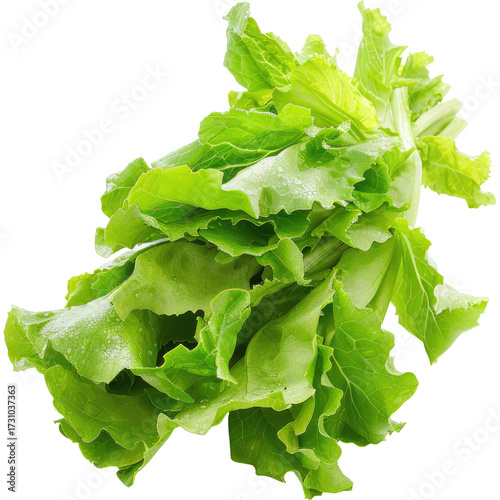 Close-up of fresh, vibrant green leafy vegetable. Isolated on White Background and Transparent PNG.
