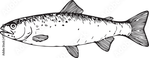 Black and white linocut etching illustration of trout fish with detailed body and fins for seafood culinary artwork and educational biology purposes