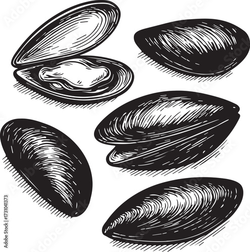 Scientific style linocut etching black and white illustration of mussels with open and closed shells for seafood culinary and marine biology designs
