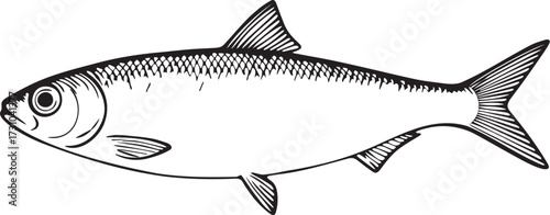 Top-down view linocut etching illustration of herring fish in black and white ideal for seafood culinary artwork and educational marine biology graphics
