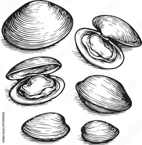 Black and white linocut etching illustration of clams with textured shells and open interiors perfect for seafood culinary and marine design purposes
