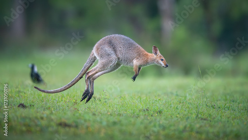 kangaroo jump