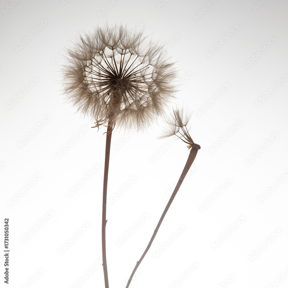 Fototapeta premium Elegant dandelion seeds drifting against a soft background showcasing nature's beauty