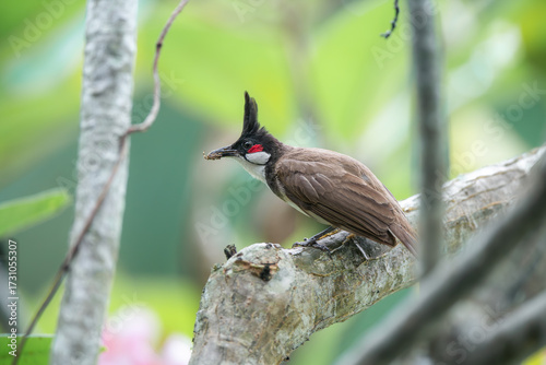 bulbul bird