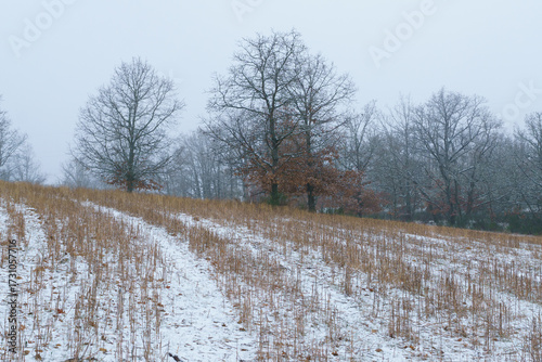 Winter Landscape with Bare Trees and Snowy Field