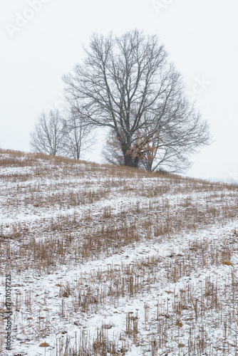 Winter Landscape with Bare Trees and Snowy Field