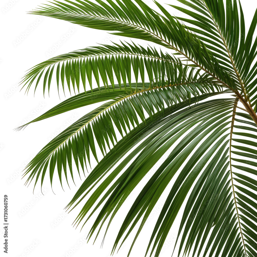 Fototapeta premium Lush, green palm fronds against a black background, close-up
