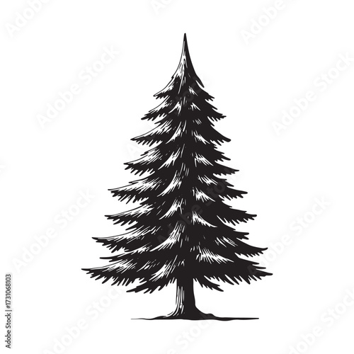 Hand Drawn Sketch of a Pine Tree evergreen conifer