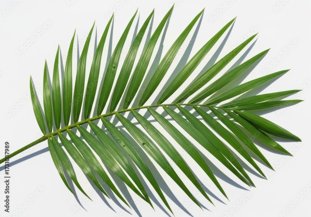 Obraz premium A single vibrant green palm frond with delicate leaves isolated on white background