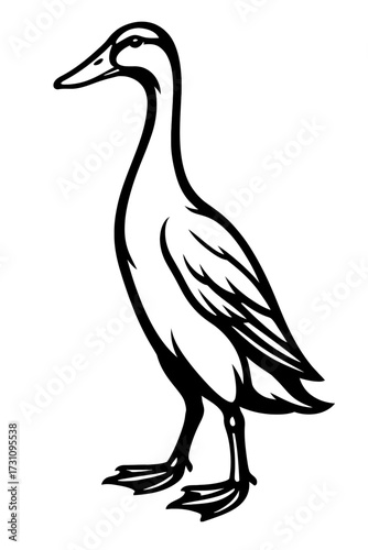 Duck Vector Illustration - Long Neck Bird Graphic