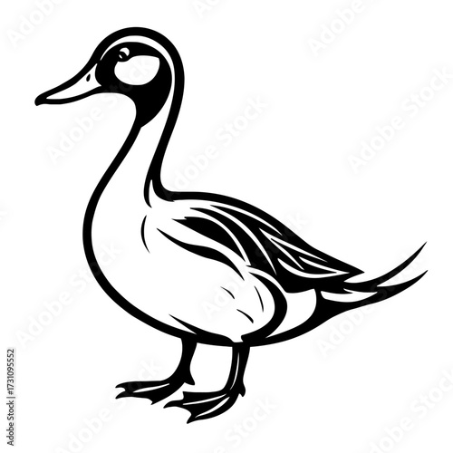Duck Vector Illustration - Pintail Bird Graphic