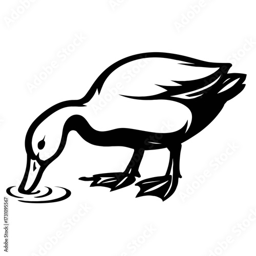 Duck Vector Illustration Drinking from Water