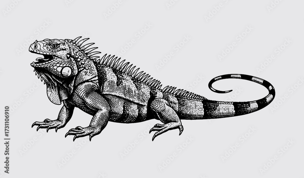 Fototapeta premium Iguana.eps