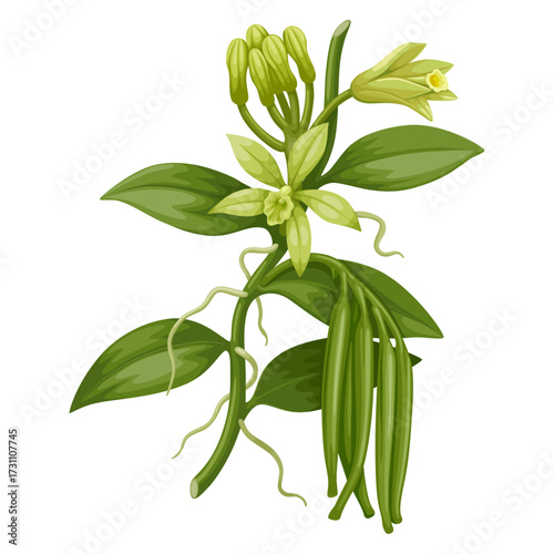 Illustration of a vanilla plant with flowers and green pods, isolated on a white background.