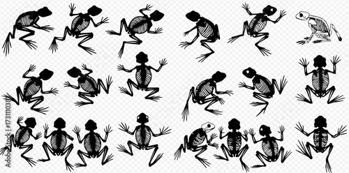 Multiple frog skeletons in various poses, some jumping, sitting, and standing, displayed on a transparent background.