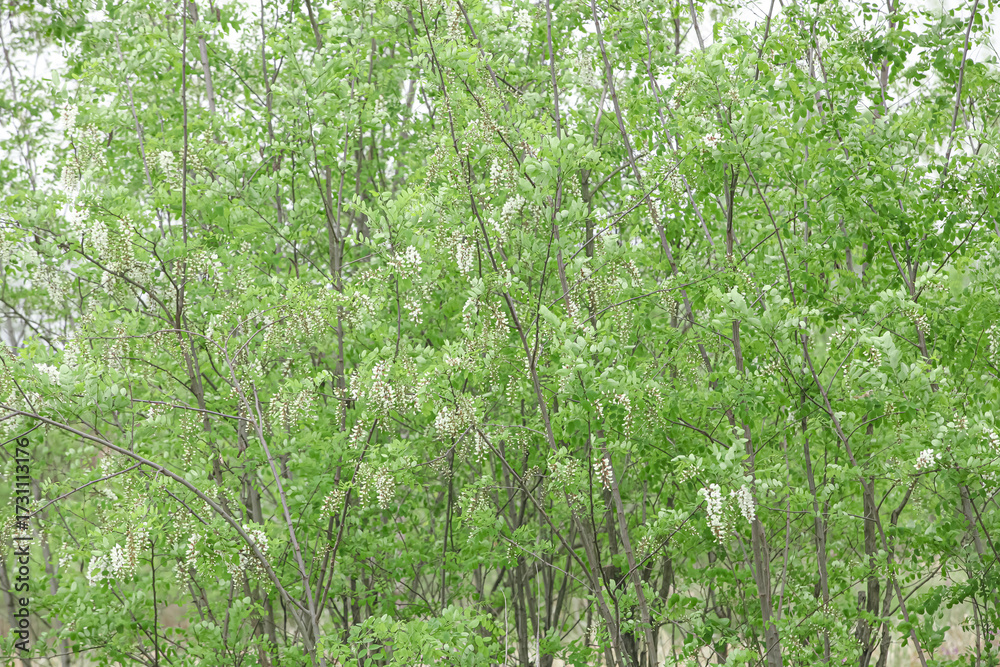 Obraz premium White Flowering Sophora Trees in Spring with Fresh Green Foliage and Natural Forest Canopy