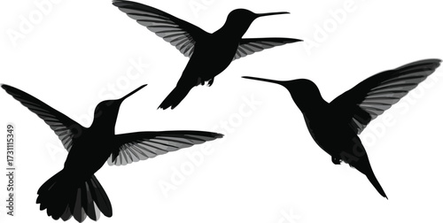 Three hummingbirds flying in silhouette on white background