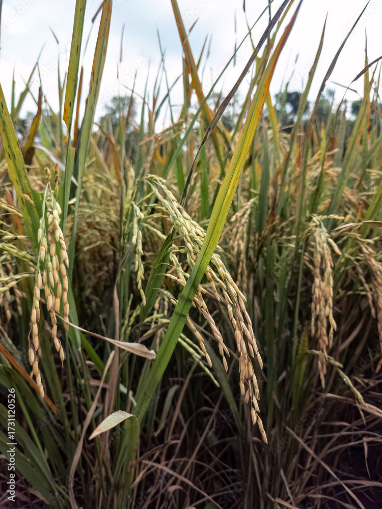 Obraz premium ripe rice ear countryside. Paddy crop growing outdoor farmland. Rice ears bending heavy with grain. Yellow rice plant eco farming. Rural rice field agriculture. Food crop ready natural farm scene