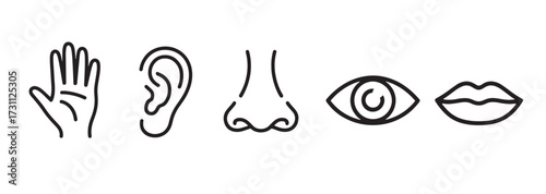 Minimalistic Illustration of Human Senses Touch Hearing Smell Sight and Taste