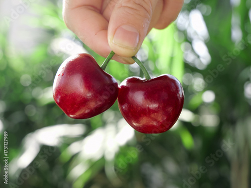Fresh Red Cherries Held in Hand with Natural Garden Background