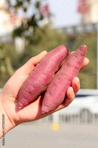 Fresh Purple Sweet Potatoes in Hands - Organic Healthy Root Vegetables