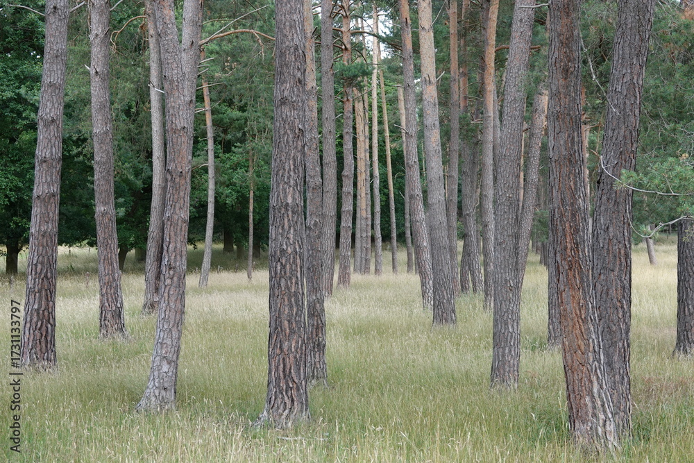 Fototapeta premium trees in the forest