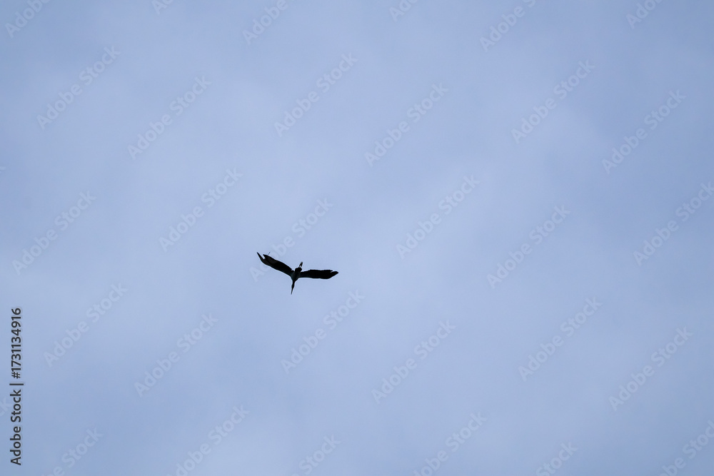 Obraz premium airplane in the sky