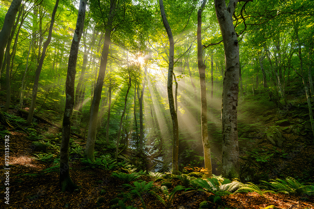 Obraz premium sun rays in the forest