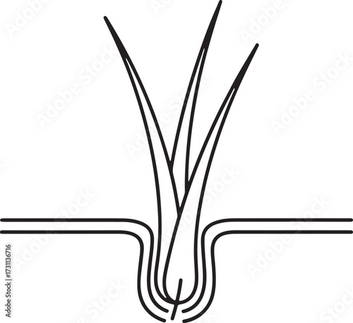 Stylized Line Drawing of a Hair Follicle Cross- Section skin anatomy