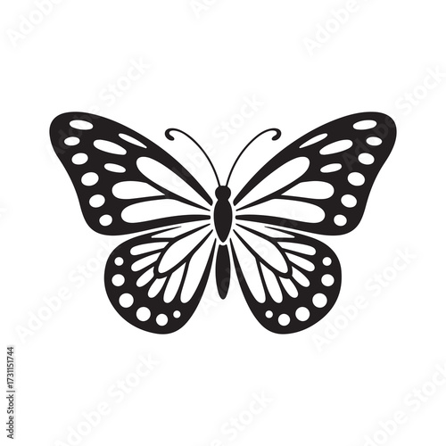 butterfly on white background