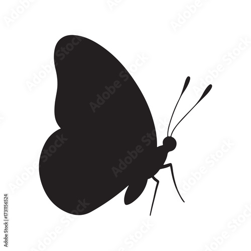 butterfly on white background