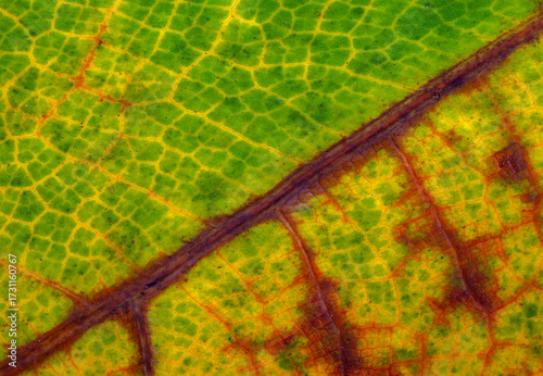 An abstract macro photograph of an autumn leaf changing colors. The deep purple brown veins contrast with the vibrant green, yellow, and brown decay, symbolizing the change of seasons