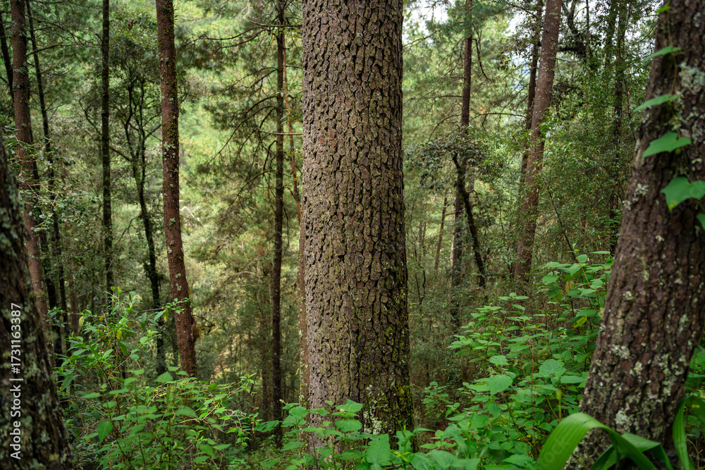 Fototapeta premium Arbol con corteza texturizada en bosque de Oaxaca