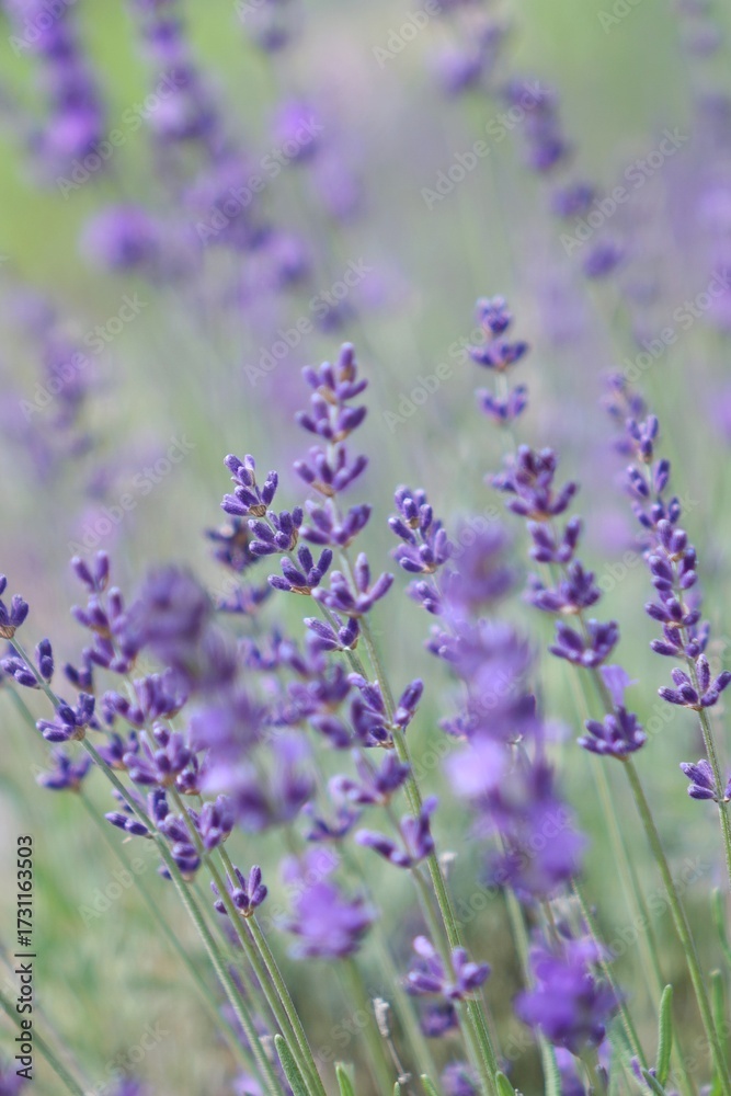 Naklejka premium lavender field provence france