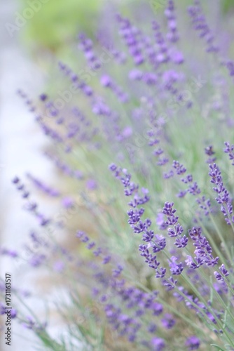 lavender flower field