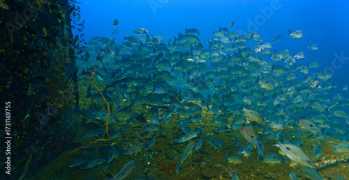 Wallpaper Mural School of fish - Underwater photography at the united states military shipwreck HTMS Prab Wreck. From a scuba dive in Thailand. Torontodigital.ca